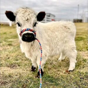 Dottie