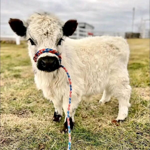 Dottie